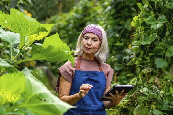 Senior woman wearing an apron examining plants in a lush organic garden, actively using a digital