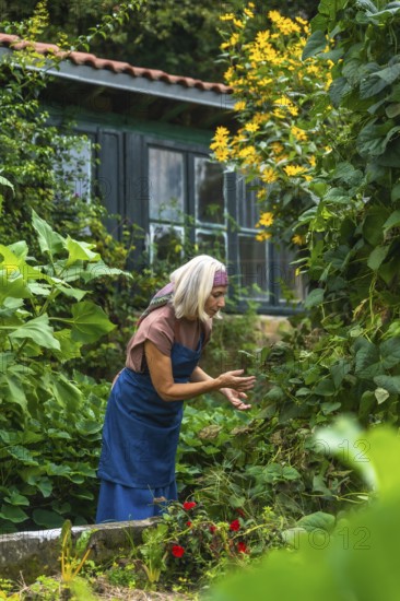 Senior woman in apron and headscarf tending lush green plants in her backyard garden, carefully