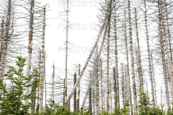 Dead trees and tree stumps in a barren forest, straight, bare, partly crooked, fallen, dead tree