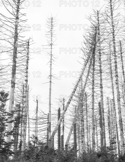 Black and white image, dead trees and tree stumps in a barren forest, straight, bare, partly