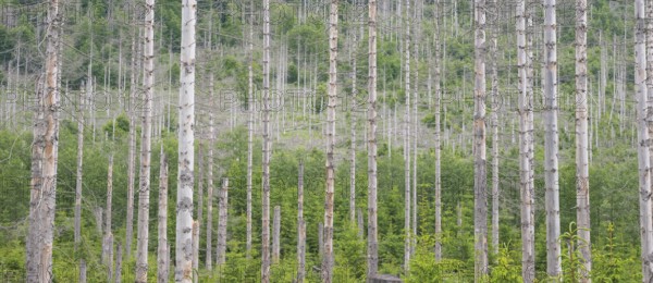 Dead trees, bare, straight trunks, tree trunks, common spruce (Picea abies) in light skies, forest,