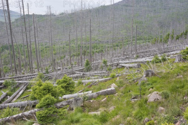 Spruce monoculture, standing and lying dead spruces (Picea) after bark beetle infestation on the