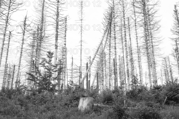 Black and white image, dead trees and tree stumps in a barren forest, straight, bare, partly
