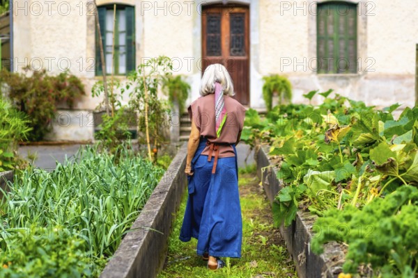 Senior woman in blue apron walks between raised beds of lush vegetables in her backyard, tending