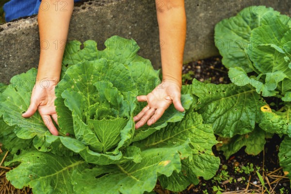 Gardeners hands inspecting a large healthy organic cabbage in a fertile garden bed, highlighting