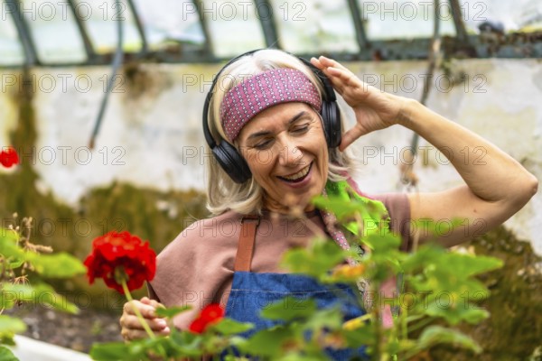 Senior woman with gray hair wearing headphones, smiling and dancing while tending vibrant red
