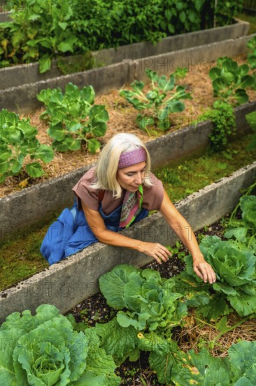 Senior woman in a raised bed garden is actively caring for fresh green vegetables, embracing a