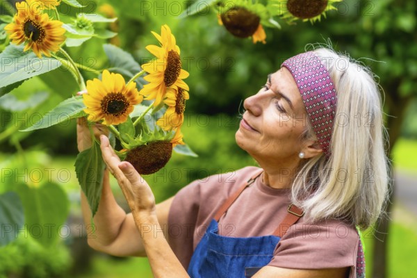 Senior woman finding joy and fulfillment in her gardening hobby, gently touching vibrant sunflowers