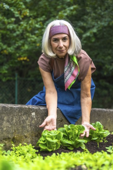 Senior woman harvesting fresh organic lettuce from a raised bed, smiling as she tends her urban