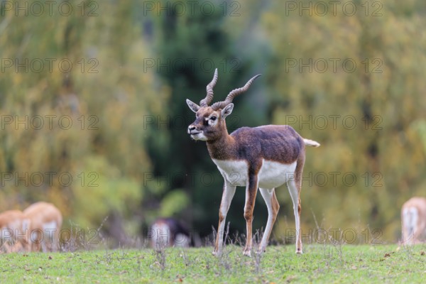 A male blackbuck (Antilope cervicapra) stands on a green meadow on a cloudy day. Some females can