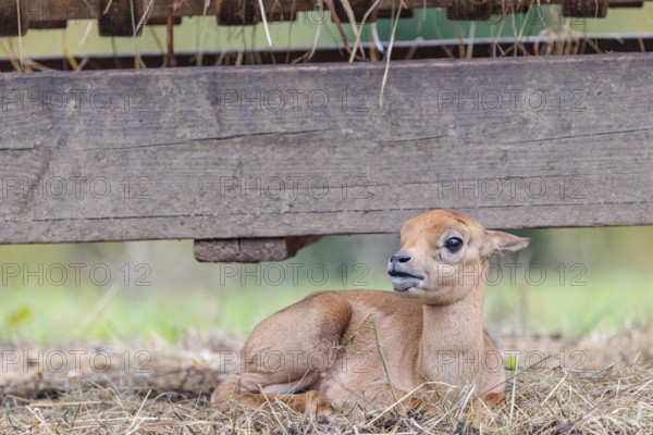A blackbuck calf (Antilope cervicapra) lies on a feeding place on a cloudy day. India, Pakistan,