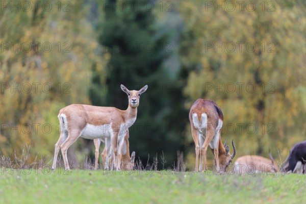A female and a male blackbuck (Antilope cervicapra) stand on a green meadow on a cloudy day. Some