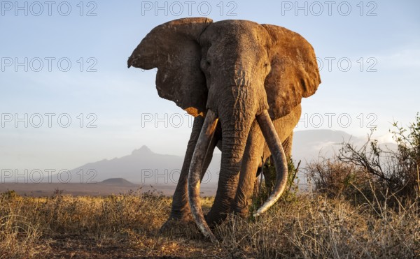 African elephant (Loxodonta africana) with Kilimanjaro, the famous Super Tusker elephant Craig, old