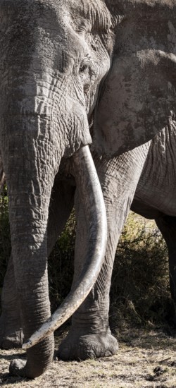 Animal portrait, African elephant (Loxodonta africana), the famous Super Tusker elephant Craig, old