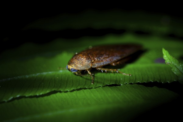 Cockroach (leaf todea) in the jungle, Amani Nature Forest Reserve, Eastern Usambara Mountains,