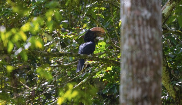 Silver-cheeked hornbill (Bycanistes brevis) in the jungle, Amani Nature Forest Reserve, Eastern
