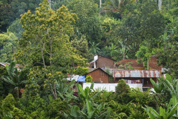 Houses in a settlement in the Amani Nature Forest Reserve, Eastern Usambara Mountains, Tanga,