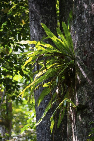 Epiphyte, fern, overgrown tree in the jungle, Amani Nature Forest Reserve, Eastern Usambara