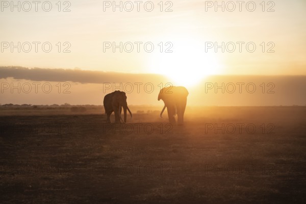 Backlight, African elephant (Loxodonta africana), the famous Super Tusker elephant Craig and