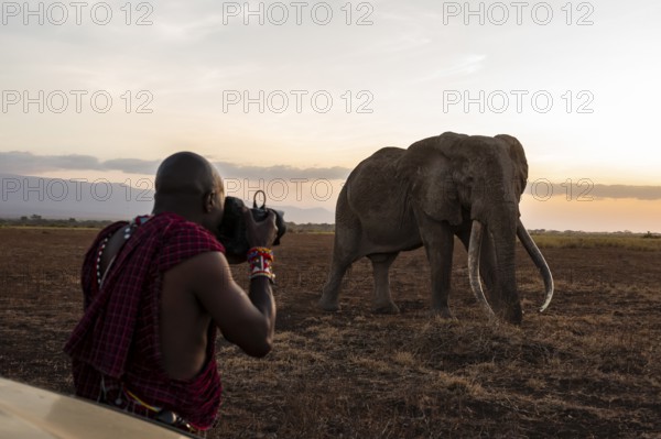 Maasai man photographed, African elephant (Loxodonta africana), the famous Super Tusker elephant