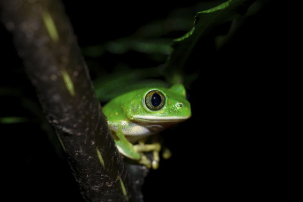 Forest climbing frog (Leptopelis barbouri) in the jungle, night view, Amani Forest Reserve,