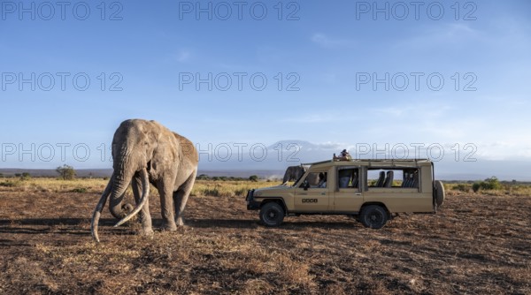 African elephant (Loxodonta africana), the famous Super Tusker elephant Craig, old bull elephants