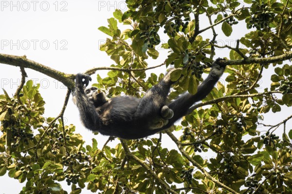 Chimpanzee (Pan Troglodytes), adult male feeding in the treetop in the jungle, Murchison Falls
