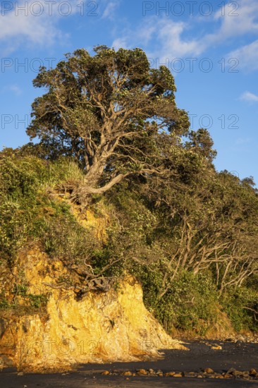 New Zealand Christmas tree (Metrosideros) in Otara Bay. Morning, golden hour.Otara Bay, Coromandel
