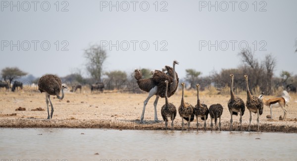 African ostrich (Struthio camelus), funny animal family, mother and six juvenile young animals,