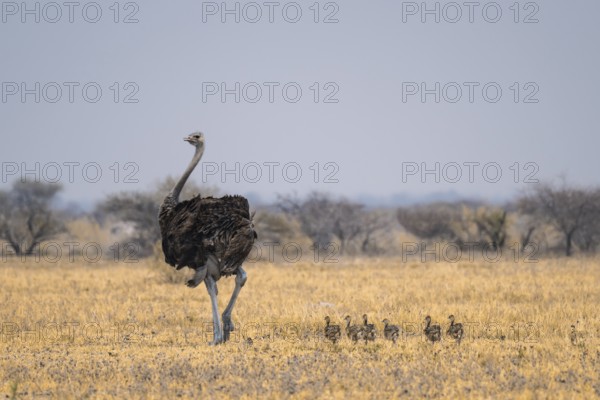 African ostrich (Struthio camelus), adult female with six young animals, chicks, animal family,