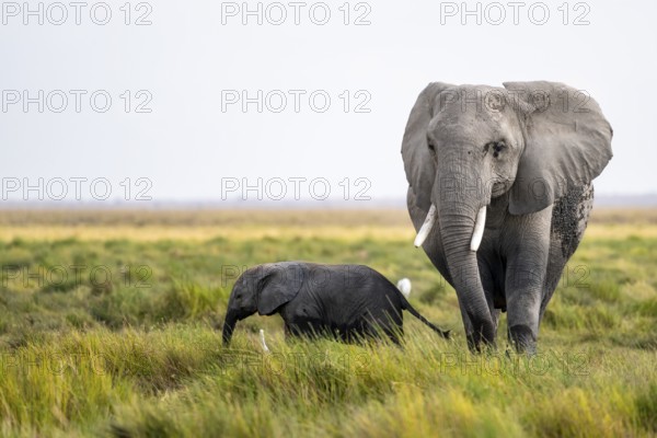 African elephant (Loxodonta africana), mother and young in Amboseli National Park, Rift Valley
