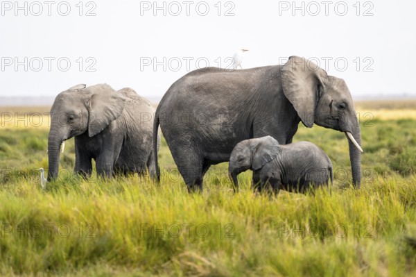 Animal Family, African Elephant (Loxodonta africana), Amboseli National Park, Rift Valley Province,