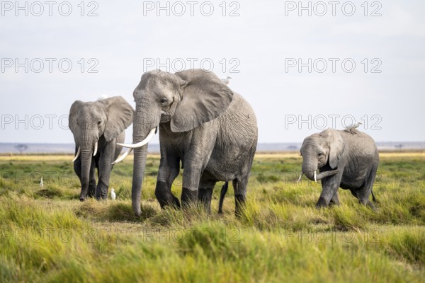 Three African elephants (Loxodonta africana), herons on their backs, Amboseli National Park, Rift