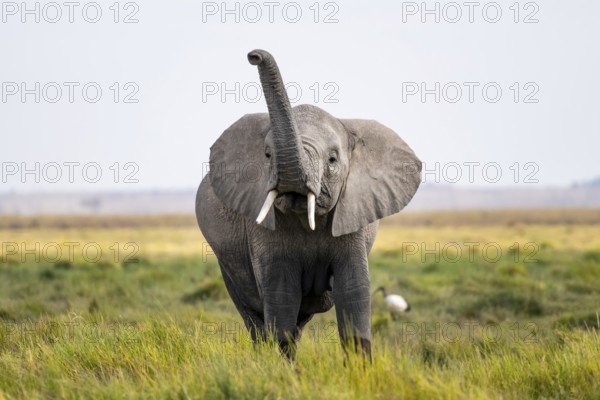 African elephant (Loxodonta africana), aggression or smell, herd of young animals in Amboseli
