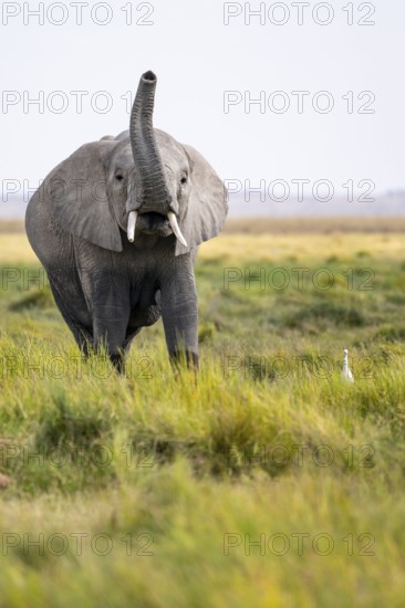 African elephant (Loxodonta africana), aggression or smell, herd of young animals in Amboseli