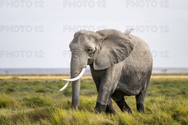 African elephant (Loxodonta africana), cow heron on the back, Amboseli National Park, Rift Valley