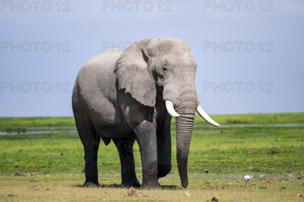 Big male, African elephant (Loxodonta africana), Amboseli National Park, Rift Valley Province,