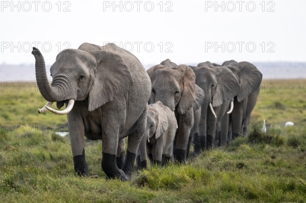 Herd walks in line, trunk raised, African elephant (Loxodonta africana), Amboseli National Park,