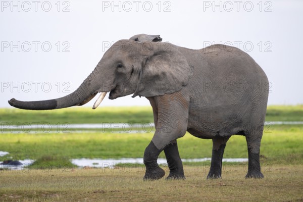 Funny, Raised Trunk, African Elephant (Loxodonta africana), Amboseli National Park, Rift Valley