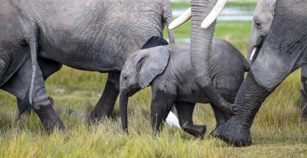 African elephant (Loxodonta africana) with baby, young and dam, Amboseli National Park, Rift Valley
