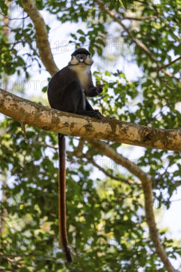 Red-tailed monkeys or Congo white-nosed monkeys (Cercopithecus ascanius schmidti), Kibale National