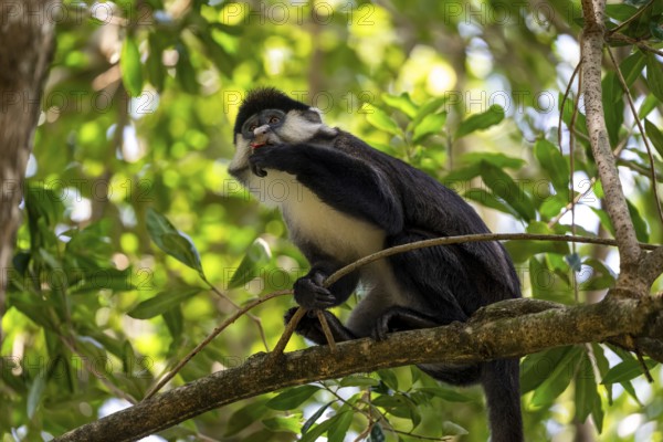 Red-tailed monkeys or Congo white-nosed monkeys (Cercopithecus ascanius schmidti), Kibale National