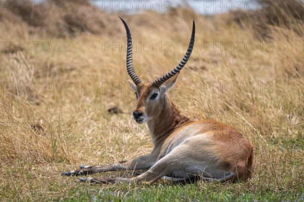 Letschwe or litchi bog antelope (Kobus leche), adult male, in tall dry grass, Okavango Delta,