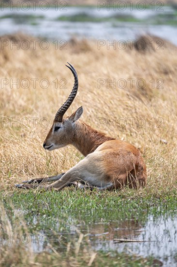 Letschwe or litchi bog antelope (Kobus leche), adult male, in tall dry grass, Okavango Delta,