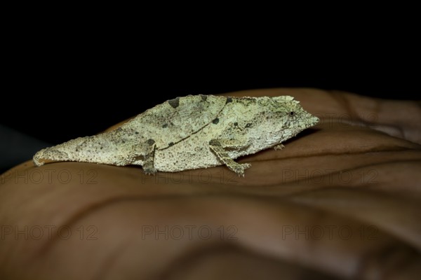 Zomba dwarf chameleon (Rieppeleon brachyurus), white chameleon on one hand, Amani Nature Forest