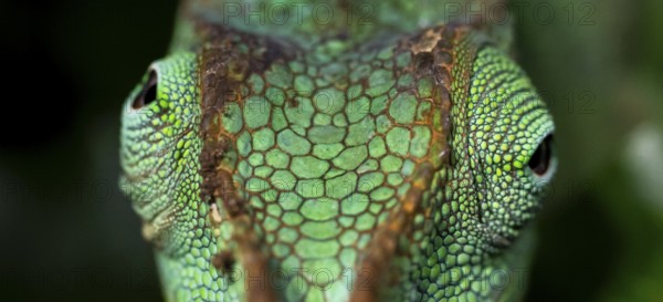 Animal portrait, squishy bihorned chameleon (Kinyongia matschiei), juvenile male, chameleon on a