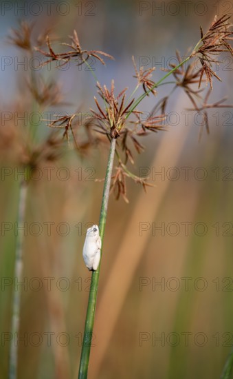 Marble redfrog (Hyperolius marmoratus), white frog sitting on a papyrus, Xakanaxa Lagoon, Okavango