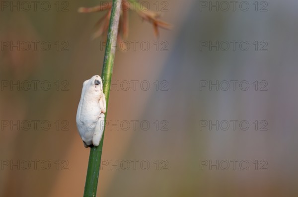 Marble redfrog (Hyperolius marmoratus), white frog sitting on a papyrus, Xakanaxa Lagoon, Okavango