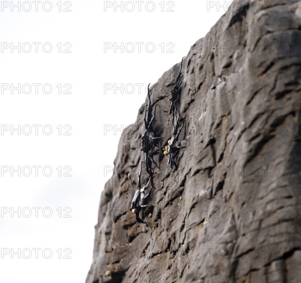 Red rock crabs (Grapsus adscensionis), black cubs on a volcanic rock, coast, La Santa, Lanzarote,