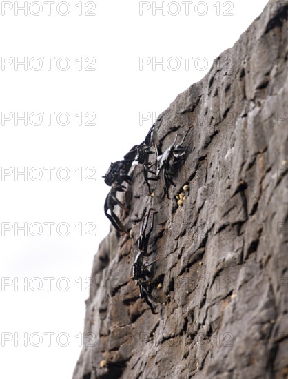Red rock crabs (Grapsus adscensionis), black cubs on a volcanic rock, coast, La Santa, Lanzarote,